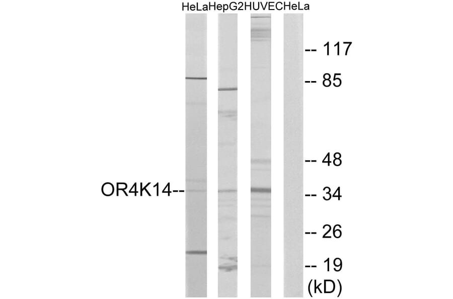 Western Blot - Anti-OR4K14 Antibody (G605) - Antibodies.com