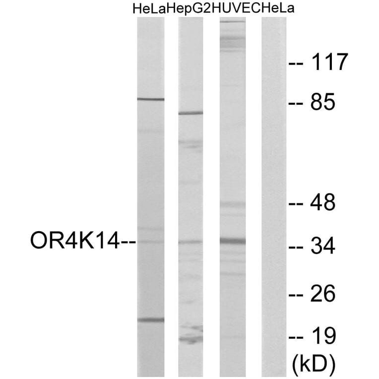 Western Blot - Anti-OR4K14 Antibody (G605) - Antibodies.com