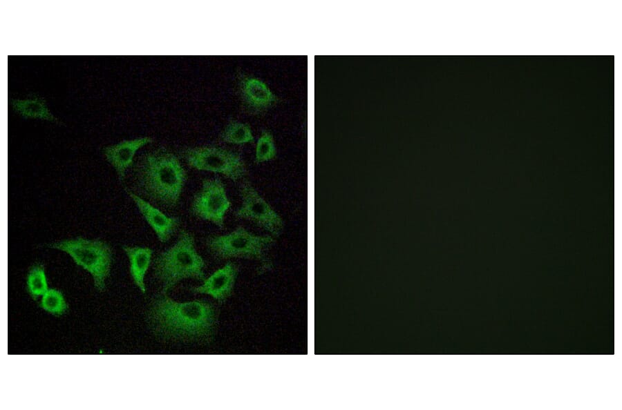 Immunofluorescence - Anti-OR4K14 Antibody (G605) - Antibodies.com