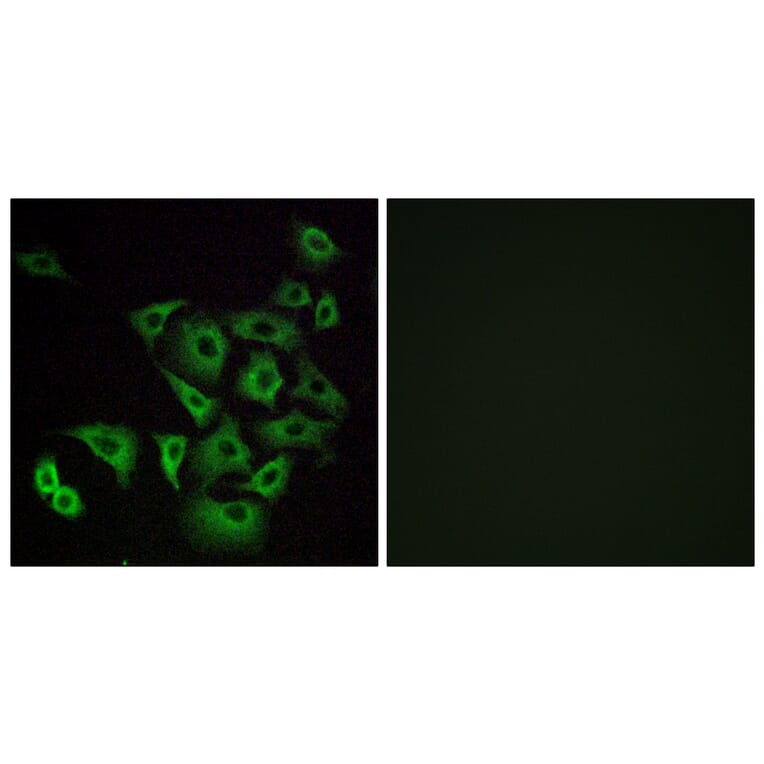 Immunofluorescence - Anti-OR4K14 Antibody (G605) - Antibodies.com
