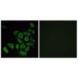 Immunofluorescence - Anti-OR4K14 Antibody (G605) - Antibodies.com
