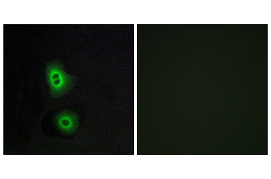 Immunofluorescence - Anti-OR4C16 Antibody (G590) - Antibodies.com