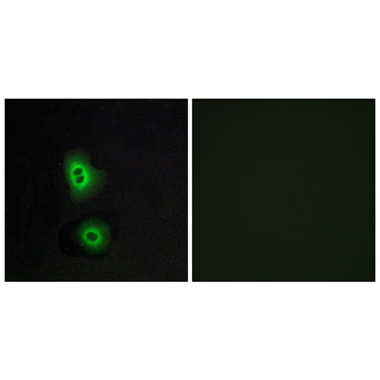 Immunofluorescence - Anti-OR4C16 Antibody (G590) - Antibodies.com