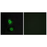 Immunofluorescence - Anti-OR4C16 Antibody (G590) - Antibodies.com