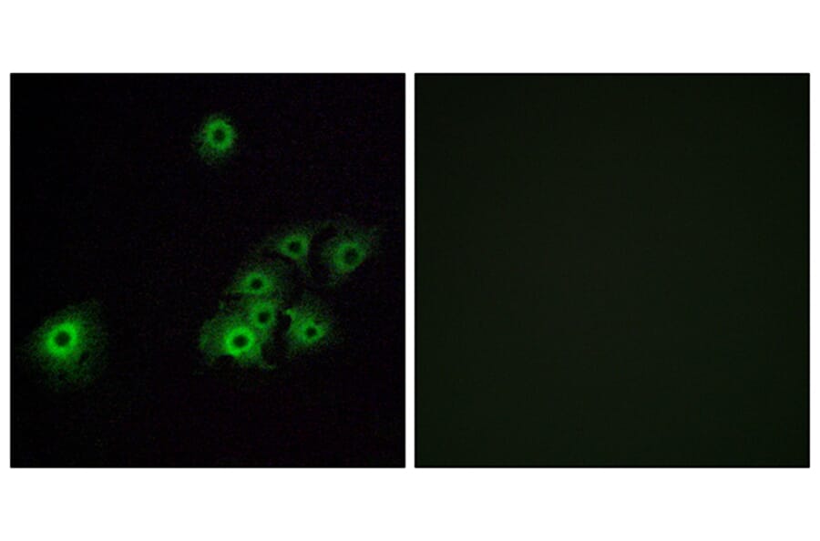 Immunofluorescence - Anti-OR4C15 Antibody (G589) - Antibodies.com
