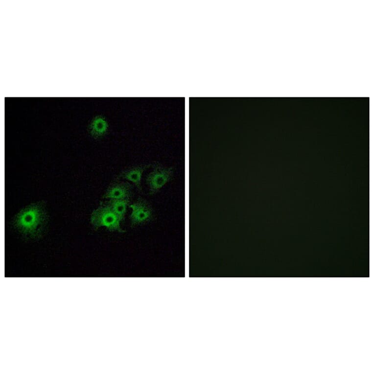 Immunofluorescence - Anti-OR4C15 Antibody (G589) - Antibodies.com