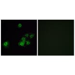 Immunofluorescence - Anti-OR4C15 Antibody (G589) - Antibodies.com