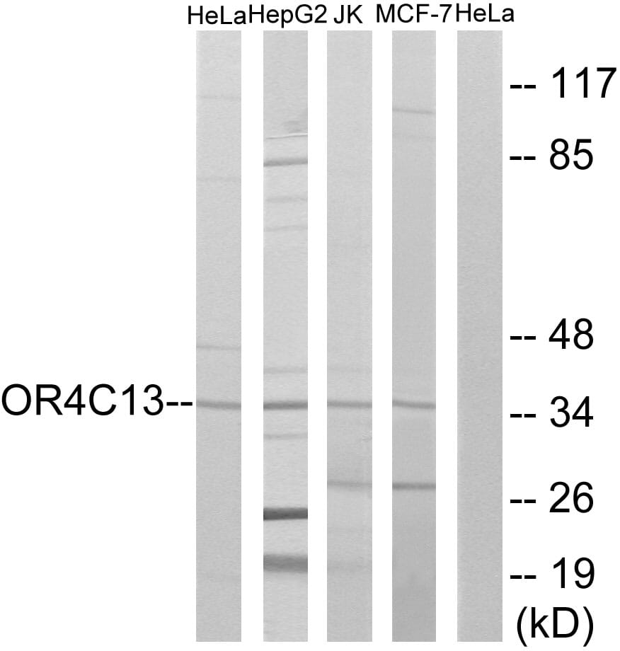 Western blot analysis of lysates from HeLa, Jurkat, HepG and MCF-7 cells using Anti-OR4C13 Antibody. The right hand lane represents a negative control, where the antibody is blocked by the immunising peptide.