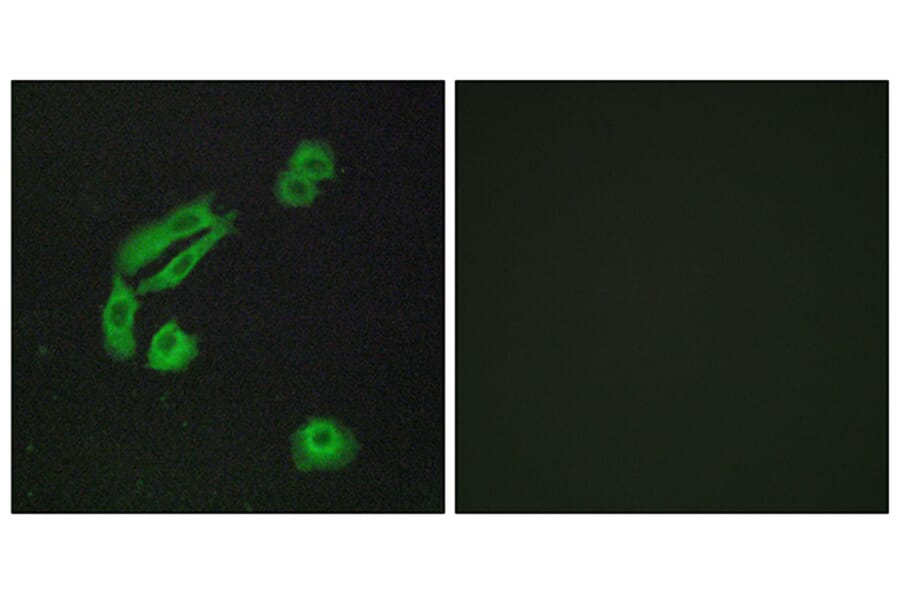 Immunofluorescence - Anti-OR4C13 Antibody (G588) - Antibodies.com