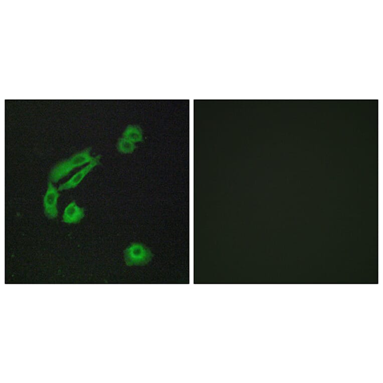 Immunofluorescence - Anti-OR4C13 Antibody (G588) - Antibodies.com
