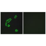 Immunofluorescence - Anti-OR4C13 Antibody (G588) - Antibodies.com
