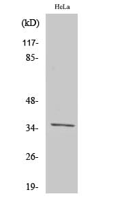 Western blot analysis of various cells using Anti-OR4C13 Antibody.