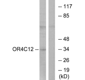 Western Blot - Anti-OR4C12 Antibody (G587) - Antibodies.com