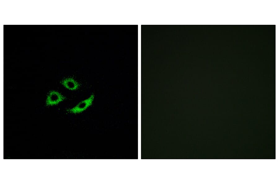 Immunofluorescence - Anti-OR4C12 Antibody (G587) - Antibodies.com