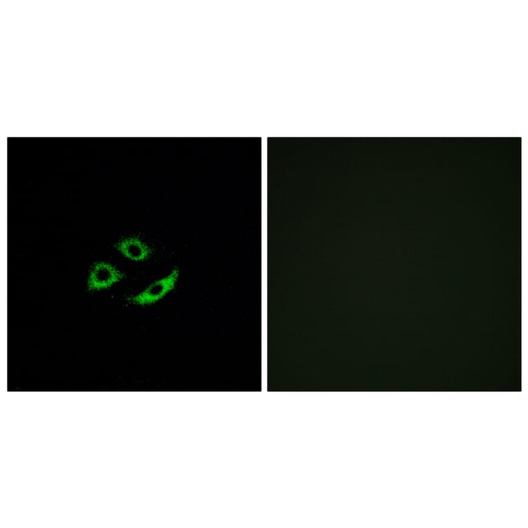 Immunofluorescence - Anti-OR4C12 Antibody (G587) - Antibodies.com