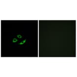 Immunofluorescence - Anti-OR4C12 Antibody (G587) - Antibodies.com