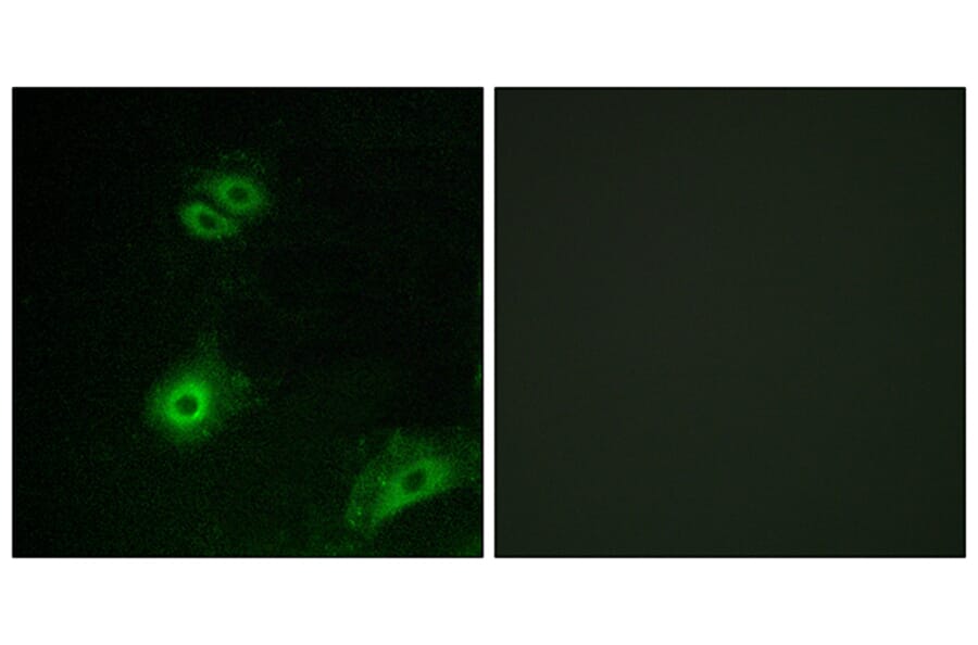 Immunofluorescence - Anti-OR4A16 Antibody (G580) - Antibodies.com