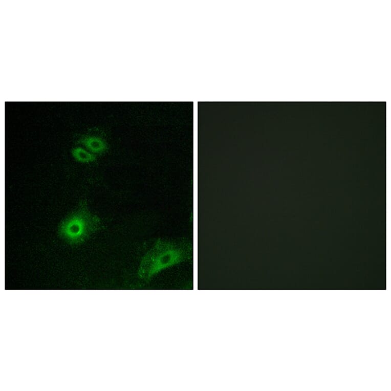 Immunofluorescence - Anti-OR4A16 Antibody (G580) - Antibodies.com