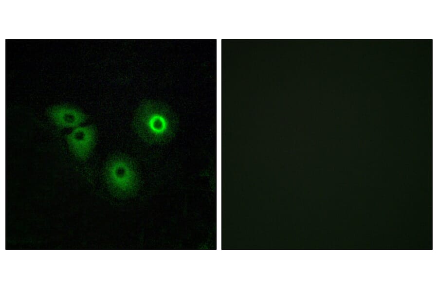 Immunofluorescence - Anti-OR4A15 Antibody (G579) - Antibodies.com