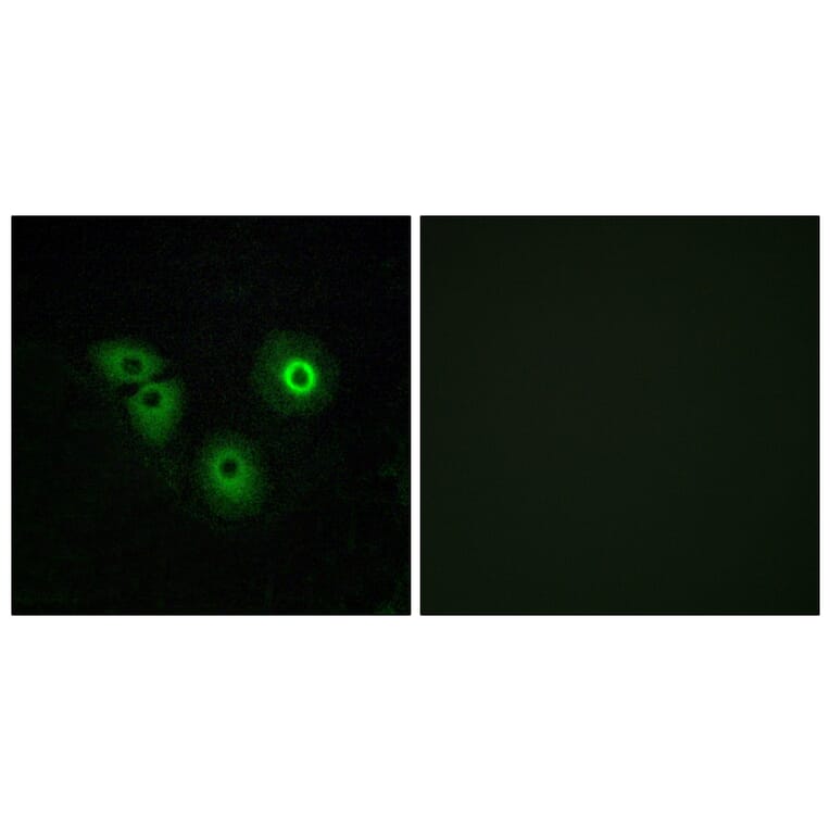Immunofluorescence - Anti-OR4A15 Antibody (G579) - Antibodies.com