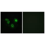 Immunofluorescence - Anti-OR4A15 Antibody (G579) - Antibodies.com