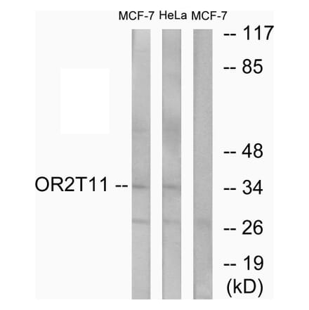 Western Blot - Anti-OR2T11 Antibody (G437) - Antibodies.com