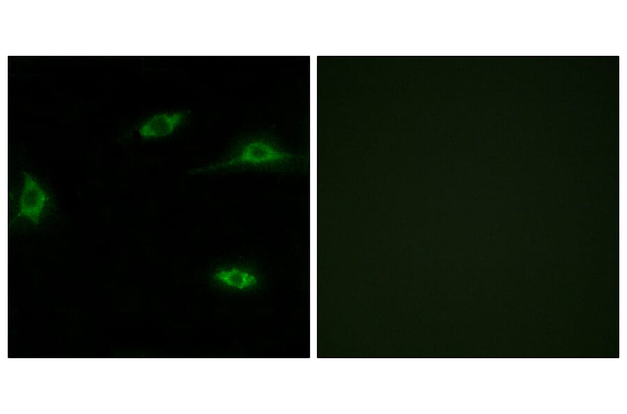 Immunofluorescence - Anti-OR2T11 Antibody (G437) - Antibodies.com