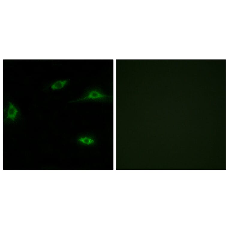 Immunofluorescence - Anti-OR2T11 Antibody (G437) - Antibodies.com