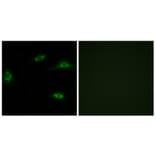 Immunofluorescence - Anti-OR2T11 Antibody (G437) - Antibodies.com