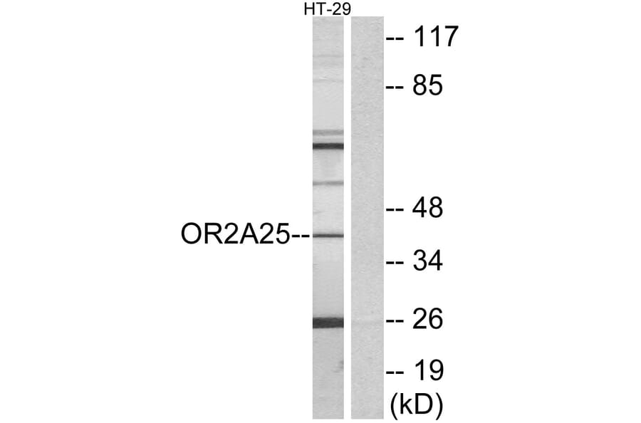 Western Blot - Anti-OR2A25 Antibody (G430) - Antibodies.com
