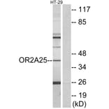 Western Blot - Anti-OR2A25 Antibody (G430) - Antibodies.com