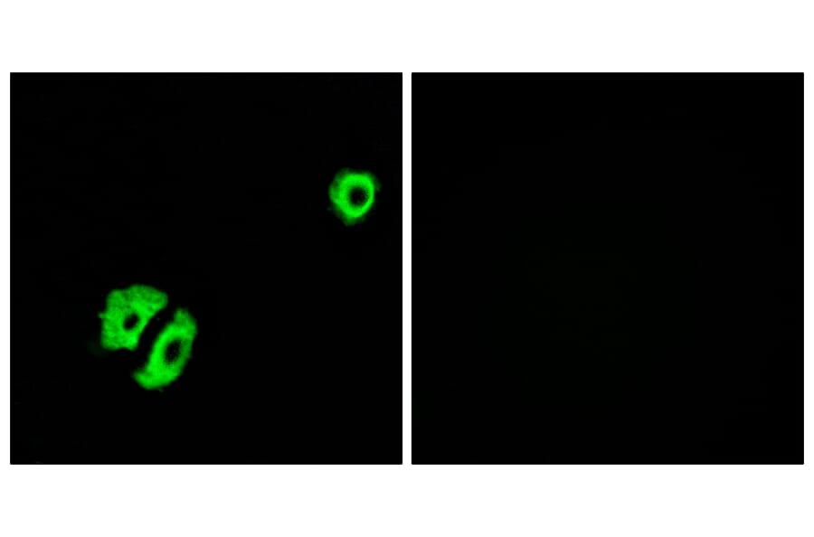 Immunofluorescence - Anti-OR2A25 Antibody (G430) - Antibodies.com