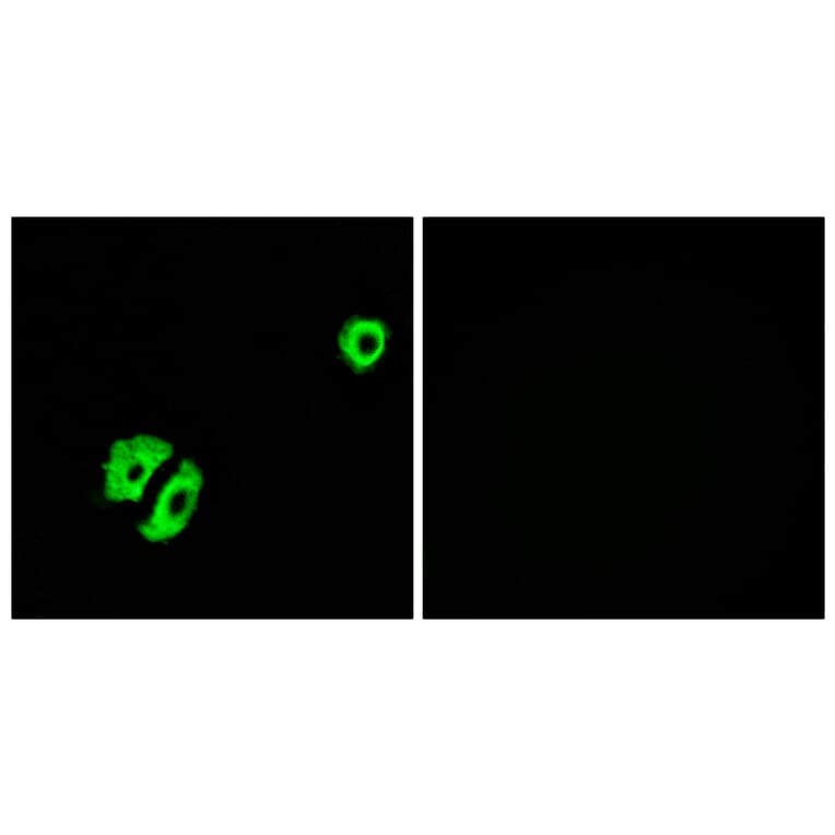 Immunofluorescence - Anti-OR2A25 Antibody (G430) - Antibodies.com