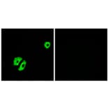 Immunofluorescence - Anti-OR2A25 Antibody (G430) - Antibodies.com