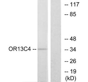 Western Blot - Anti-OR13C4 Antibody (G426) - Antibodies.com