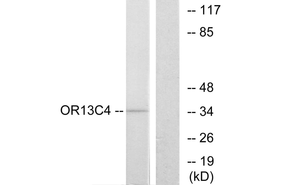 Western Blot - Anti-OR13C4 Antibody (G426) - Antibodies.com