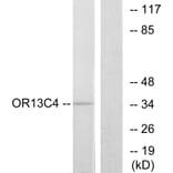 Western Blot - Anti-OR13C4 Antibody (G426) - Antibodies.com