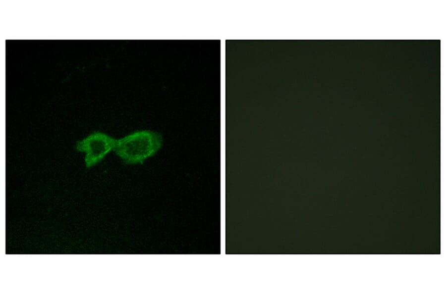 Immunofluorescence - Anti-OR13C4 Antibody (G426) - Antibodies.com