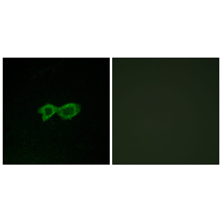 Immunofluorescence - Anti-OR13C4 Antibody (G426) - Antibodies.com