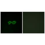 Immunofluorescence - Anti-OR13C4 Antibody (G426) - Antibodies.com
