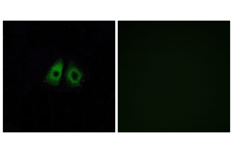 Immunofluorescence - Anti-OR13C3 Antibody (G425) - Antibodies.com