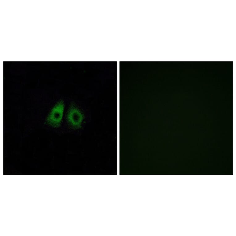 Immunofluorescence - Anti-OR13C3 Antibody (G425) - Antibodies.com