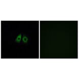 Immunofluorescence - Anti-OR13C3 Antibody (G425) - Antibodies.com