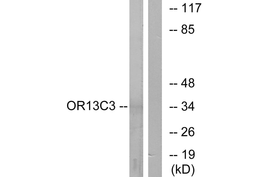 Western Blot - Anti-OR13C3 Antibody (G425) - Antibodies.com