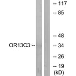 Western Blot - Anti-OR13C3 Antibody (G425) - Antibodies.com