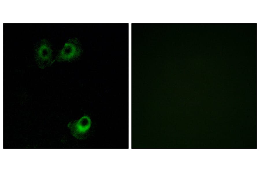 Immunofluorescence - Anti-OR11L1 Antibody (G424) - Antibodies.com