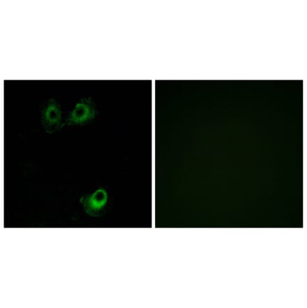 Immunofluorescence - Anti-OR11L1 Antibody (G424) - Antibodies.com