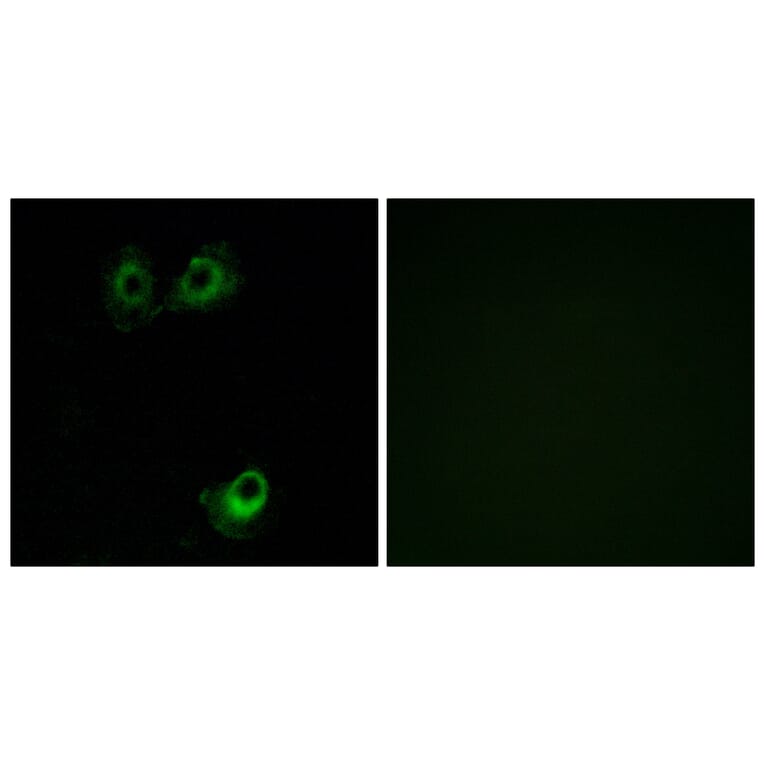 Immunofluorescence - Anti-OR11L1 Antibody (G424) - Antibodies.com