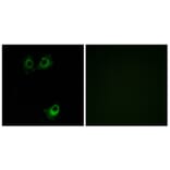 Immunofluorescence - Anti-OR11L1 Antibody (G424) - Antibodies.com