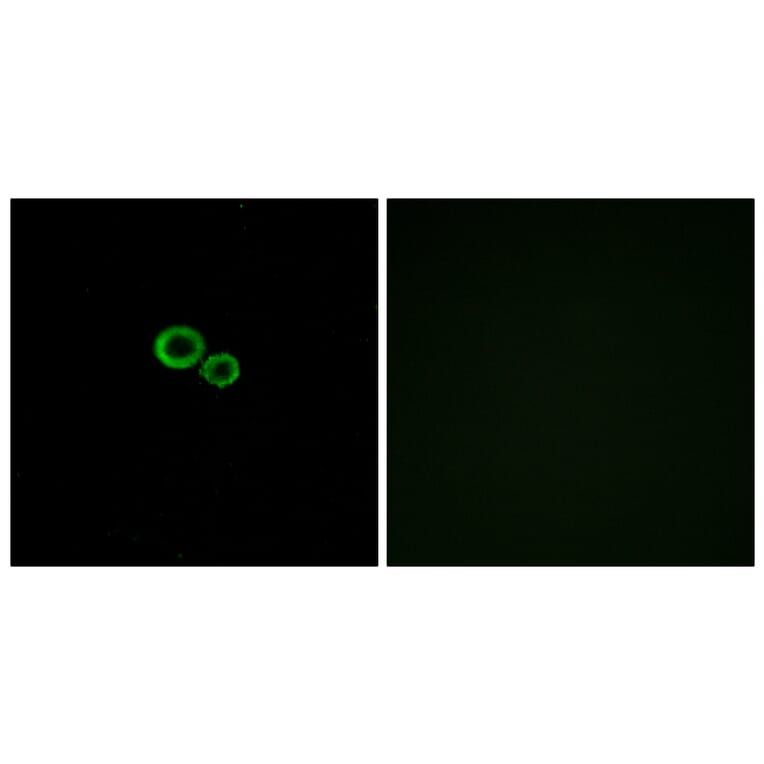 Immunofluorescence - Anti-OR11G2 Antibody (G423) - Antibodies.com